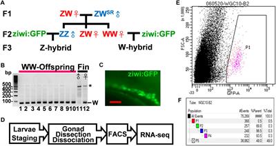 Frontiers | Zebrafish Establish Female Germ Cell Identity by